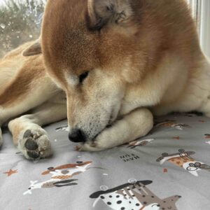 Happy Dog - kocyk dla psa