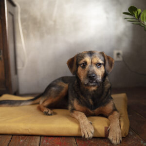 Materac dla psa, legowisko dla psa